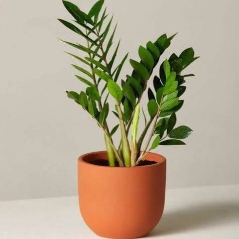 GREENARIUM Indoor Plant Zamioculcas zamiifolia, ZZ Plant Buy  Zamioculcas zamiifolia, ZZ Plant - Plant Online