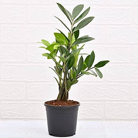 GREENARIUM Indoor Plant Zamioculcas zamiifolia, ZZ Plant Buy  Zamioculcas zamiifolia, ZZ Plant - Plant Online