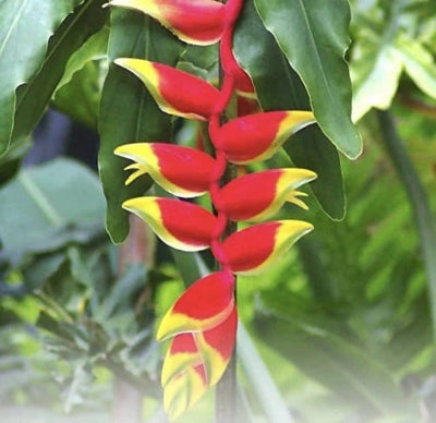 Gutta’s Gardening Plants ornamental plants Heliconia Rostrata Heliconia Rostrata-Urban Plants