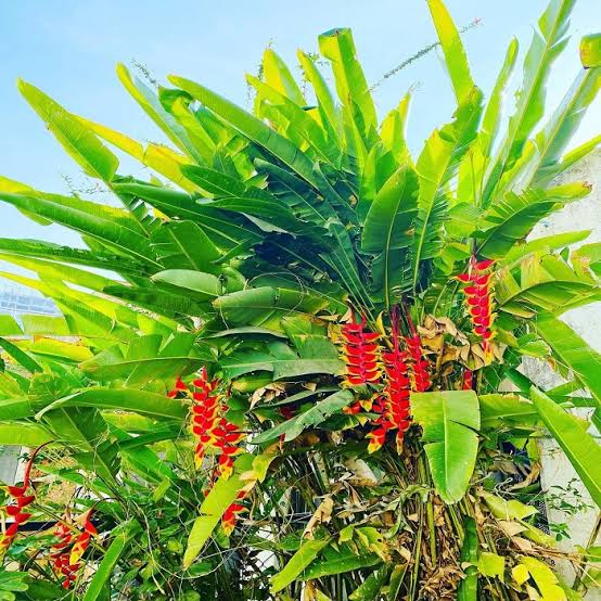 Gutta’s Gardening Plants ornamental plants Heliconia Rostrata Heliconia Rostrata-Urban Plants