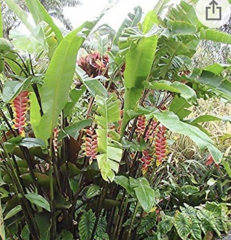 Gutta’s Gardening Plants ornamental plants Heliconia Rostrata Heliconia Rostrata-Urban Plants