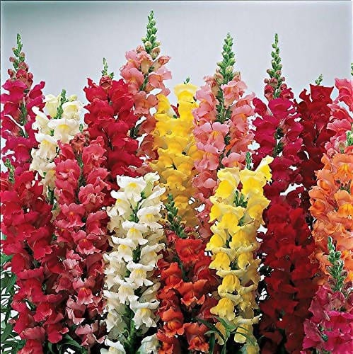 Harikrishna-Seeds-Seeds-Antirihinum-Semi-Tall-Mix-(Dog Flower)-(100 Seeds per Packet)-Antirihinum-Flower-Seed-Urban-Plants