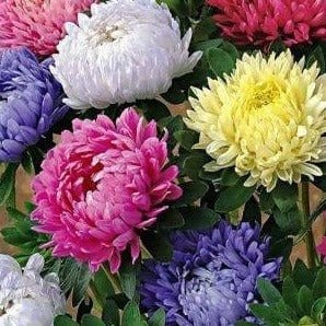 Harikrishna Seeds Seeds Aster Princess Flowers Seeds Buy Aster Princess Flowers Seeds Online