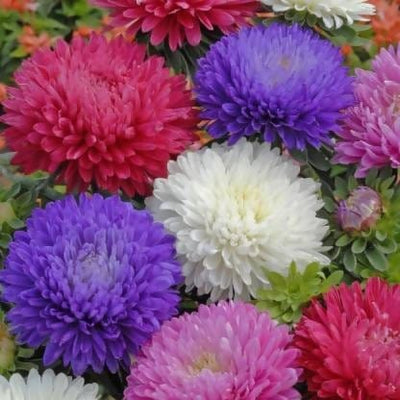 Harikrishna Seeds Seeds Aster Princess Flowers Seeds Buy Aster Princess Flowers Seeds Online