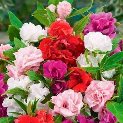 Harikrishna Seeds Seeds Balsam Tom Thumb Mix (50 Seeds per Packet)