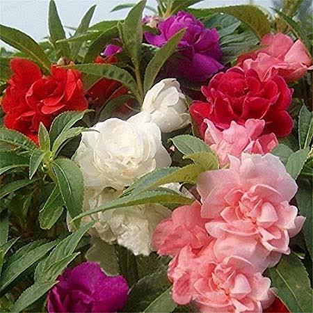 Harikrishna Seeds Seeds Balsam Tom Thumb Mix (50 Seeds per Packet)