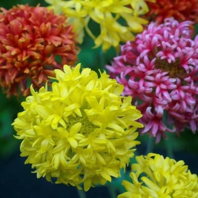 Harikrishna Seeds Seeds Blanket Flower, Gaillardia Pulchela Mix Seeds Buy Blanket Flower, Gaillardia Pulchela Mix Seeds Online