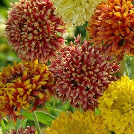 Harikrishna Seeds Seeds Blanket Flower, Gaillardia Pulchela Mix Seeds Buy Blanket Flower, Gaillardia Pulchela Mix Seeds Online