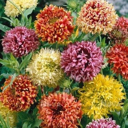 Harikrishna Seeds Seeds Blanket Flower, Gaillardia Pulchela Mix Seeds Buy Blanket Flower, Gaillardia Pulchela Mix Seeds Online