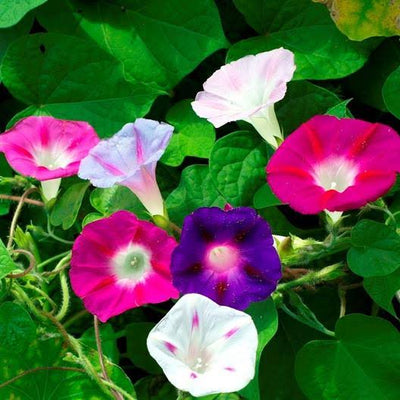 Harikrishna Seeds Seeds Morning Glory Mix (25 Seeds per Packet) Morning Glory Seed