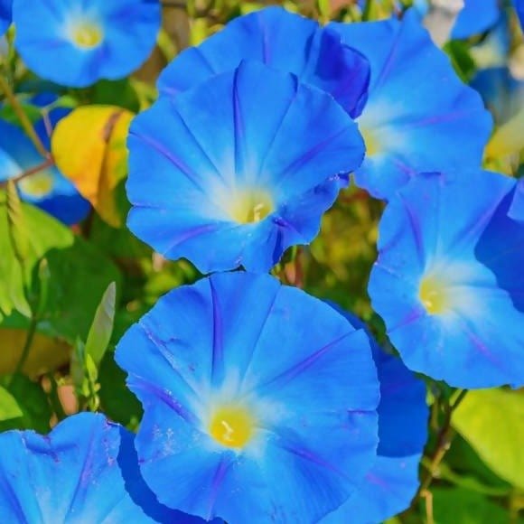 Harikrishna Seeds Seeds Morning Glory Mix (25 Seeds per Packet) Morning Glory Seed