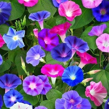 Harikrishna Seeds Seeds Morning Glory Mix (25 Seeds per Packet) Morning Glory Seed