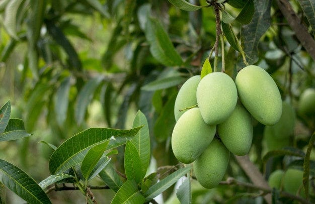 J.G.Jaison Plant Buy Indian varieties Mango plant Buy Indian varieties Mango plant Online