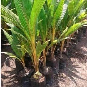J.G.Jaison Plant Nadan coconut plant