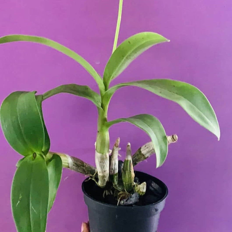 Jiji Plants Orchids Dendrobium Orchids Buy Dendrobium Orchids Online - Urban plants