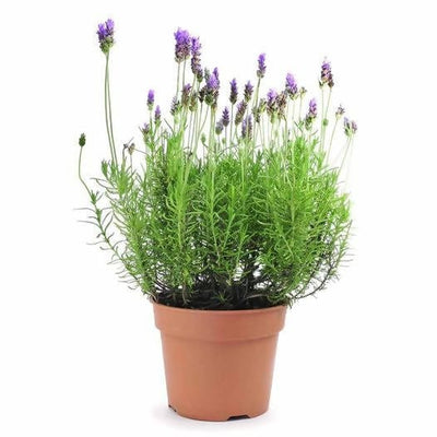 Lavender Girl Perennial shrub Lavender plant
