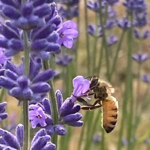Lavender Girl Perennial shrub Lavender plant