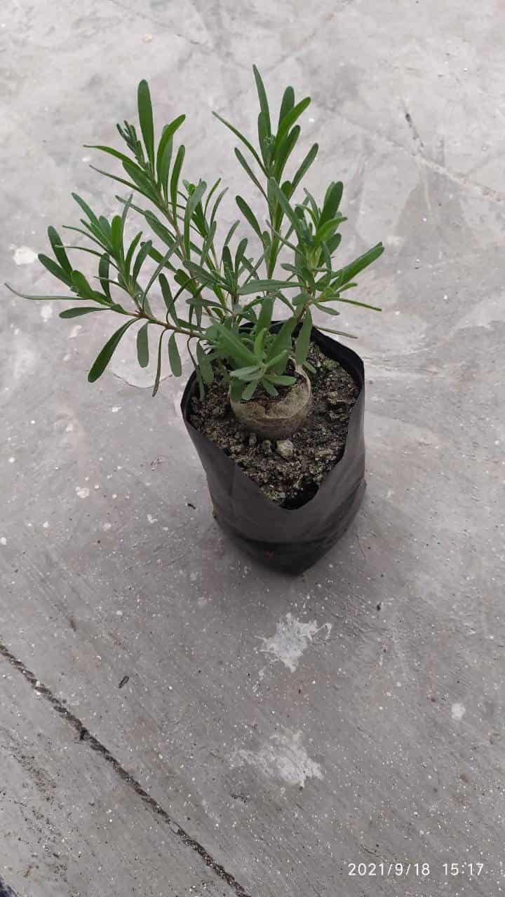 Lavender Girl Perennial shrub Lavender plant