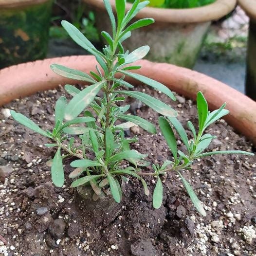 Lavender Girl Perennial shrub Lavender plant