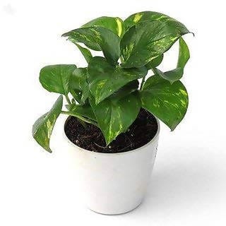 Plant Bank plants Money Plant Buy Money Plant Online - Urban plants