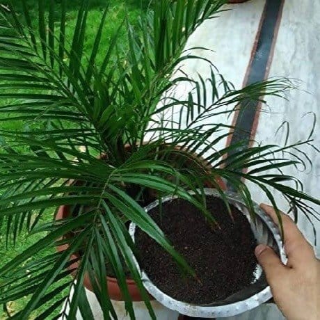 MVR XPRESS Gardening MVR Organic Vermicompost Fertilizer Manure for Plants - 500gm