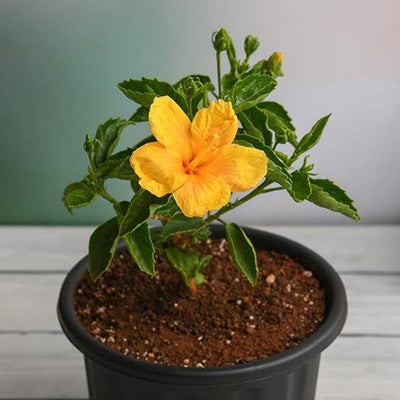 Navneet Mehta Live Plant Hibiscus Hybrid Yellow Plant