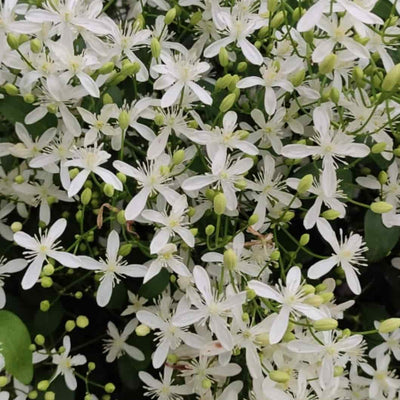 Navneet Mehta Seeds Ranjai Plant, Clematis heynei - 10 Seeds per pack Buy Ranjai Seeds Clematis heynei - Seeds Online