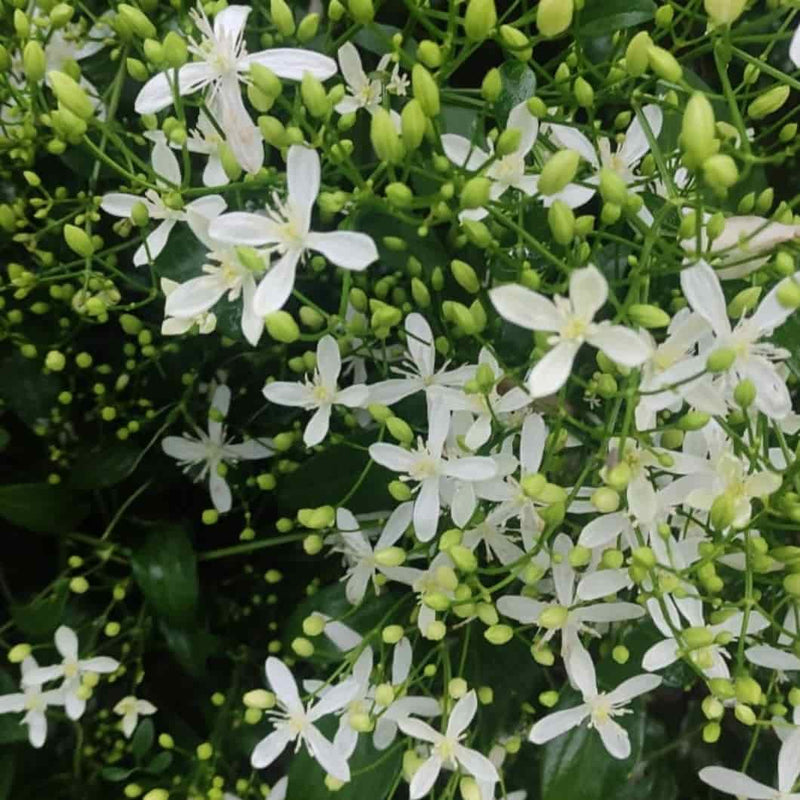 Navneet Mehta Seeds Ranjai Plant, Clematis heynei - 10 Seeds per pack Buy Ranjai Seeds Clematis heynei - Seeds Online