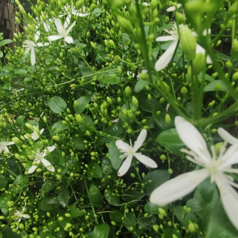 Navneet Mehta Seeds Ranjai Plant, Clematis heynei - 10 Seeds per pack Buy Ranjai Seeds Clematis heynei - Seeds Online