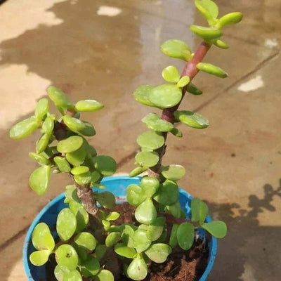organic garden work shop plant Jade Mini Plant Buy Jade Mini Plant Online