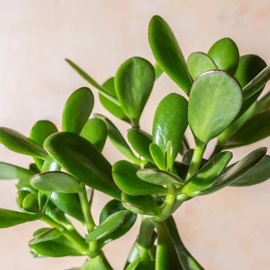 organic garden work shop Plant Jade Plant Buy Jade Plant from Urban Plants