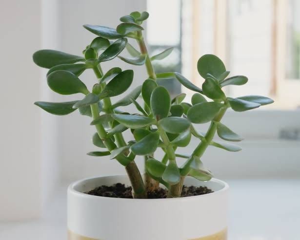 organic garden work shop Plant Jade Plant Buy Jade Plant from Urban Plants