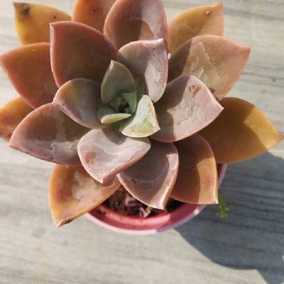 organic garden work shop succulent lotus Echeveria Lotus Chinensis Succulent Buy Echeveria Lotus Chinensis Succulent Online