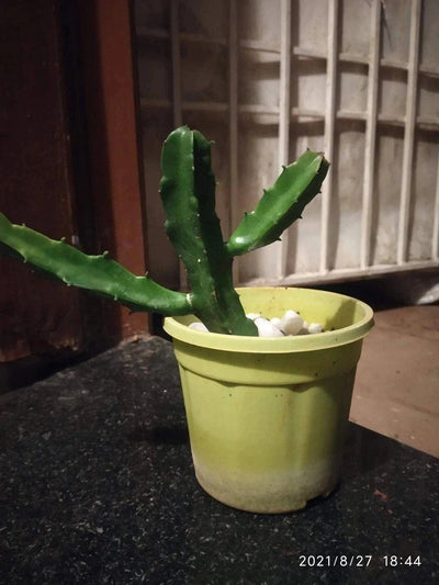 Ornamental Plants Home CACTUS PITAYA (Dragon fruit)