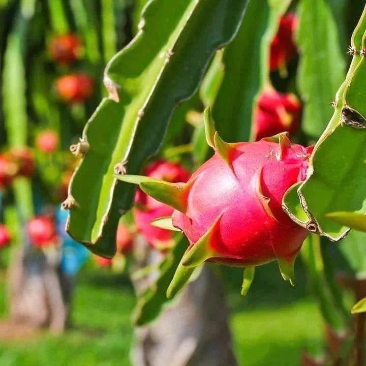 Ornamental Plants Home CACTUS PITAYA (Dragon fruit)