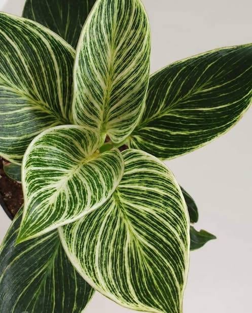 Oxygen Nursery Live Indoor Plant Philodendron Birkin