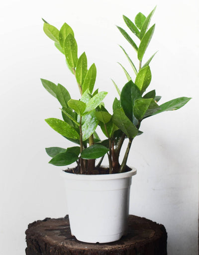 Oxygen Nursery Live Indoor Plant ZZ Plant (Zamioculcas zamiifolia)