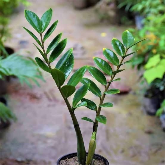Oxygen Nursery Live Indoor Plant ZZ Plant (Zamioculcas zamiifolia)