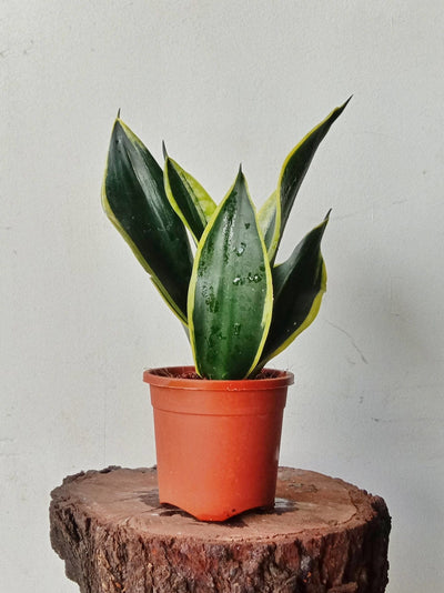 Oxygen Nursery Live Plant Snake Plant Black Gold
