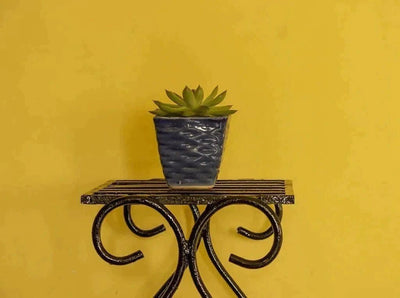 Pet Plants Succulent Pachyphytum