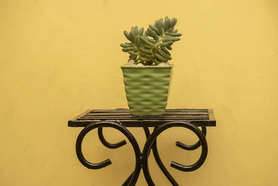 Pet Plants Succulent Sedum