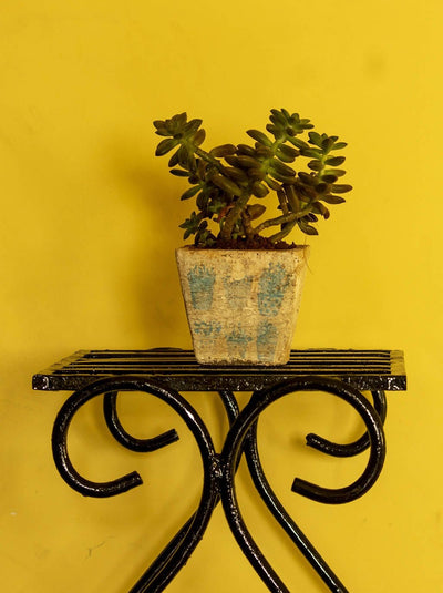 Pet Plants Succulent Sedum Adolfi