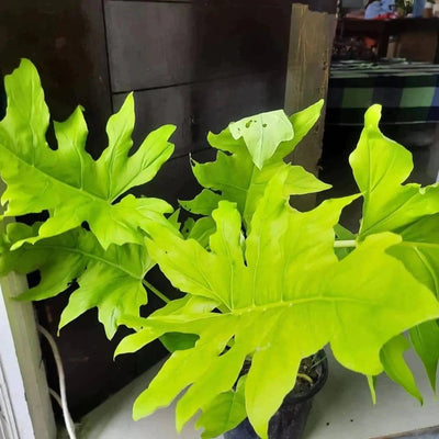 Plant guru Plant Philodendron Golden selloum