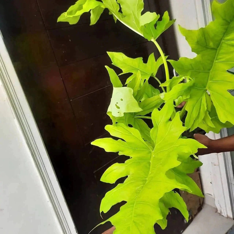 Plant guru Plant Philodendron Golden selloum