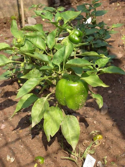 Plant House Seed Capsicum Seed (shimla mirch)