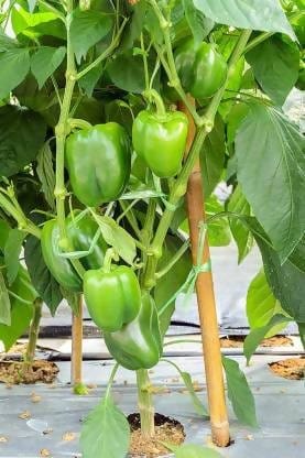 Plant House Seed Capsicum Seed (shimla mirch)