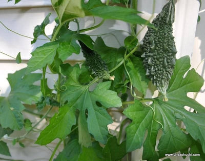 Plant House seeds Bitter Guard (karela)