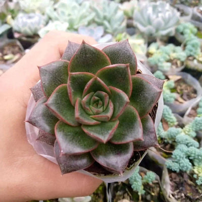 Plant’s Nirvana Indoor Plant Blue dancer/purpusorum Buy Blue Dance, Purpusorum Succulent