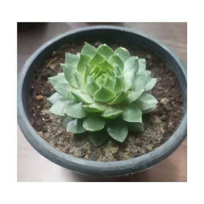 Plant’s Nirvana Indoor Plant/Outdoor Plant Lakshmi Kamal succulent Buy  Lakshmi Kamal Succulent Online