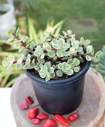 Plant’s Nirvana Indoor Plant Variegated jade plant